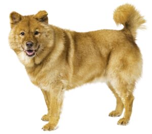 Better leash manners, reduced reactivity, better focus, reduced stress, and improved comfortability around people