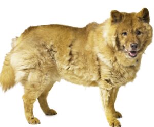 Struggling with Attention, Incraesed Stress, More Aggressive, Jumping and Excessive Barking