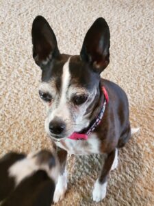 Struggling with Attention, Increased Stress, More Aggressive, Jumping and Excessive Barking
